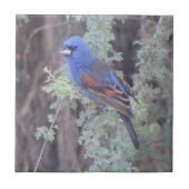 Blauer Grosbeak Fliese (Vorderseite)