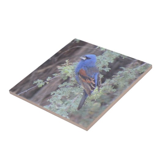 Blauer Grosbeak Fliese (Seite)