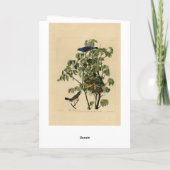 Blauer Grosbeak von Audubons Vögeln von Amerika Karte (Rückseite)