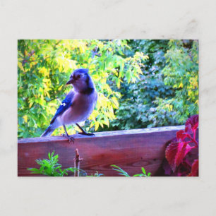 Blauer Häher Auf Bäumen Kanada Postkarte