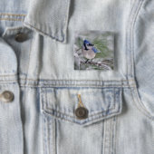 Blauer Häher, Cyanocitta cristata Button (Beispiel)