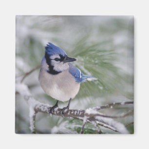 Blauer Häher, Cyanocitta cristata Magnet