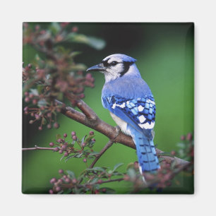 Blauer Häher, Cyaoncitta cristata Magnet
