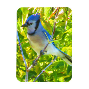 Blauer Häher im frühen Herbst Quebec Kanada Magnet