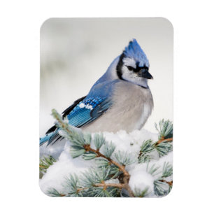 Blauer Häher in Blauer Atlas-Zeder Magnet