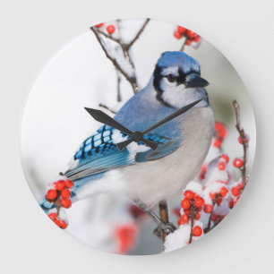 Blauer Häher in Gewöhnlicher Winterbeere Große Wanduhr