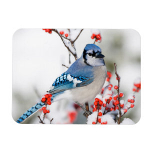 Blauer Häher in Gewöhnlicher Winterbeere Magnet