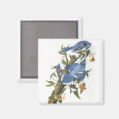 Blauer Häher, John James Audubon Magnet (Vorderseite/Rückseite)