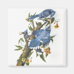 Blauer Häher, John James Audubon Magnet