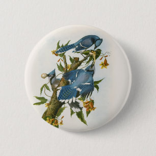 Blauer Häher-Knopf Button