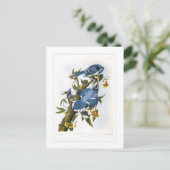 Blauer Häher Postkarte (Stehend Vorderseite)