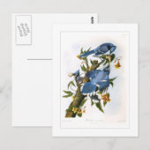 Blauer Häher Postkarte (Vorne/Hinten)