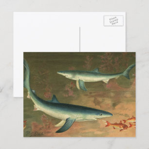 Blauer Hai beim Fressen von Fischen, Vintage Meere Postkarte
