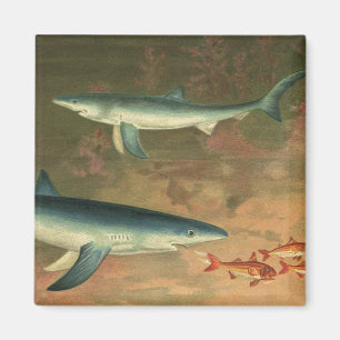 Blauer Hai frisst Fische, Vintage Meeresleben Magnet