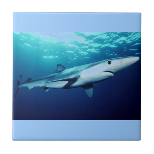 Blauer Haifisch Fliese (Vorderseite)