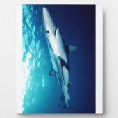 Blauer Haifisch Fotoplatte (Vorderseite)