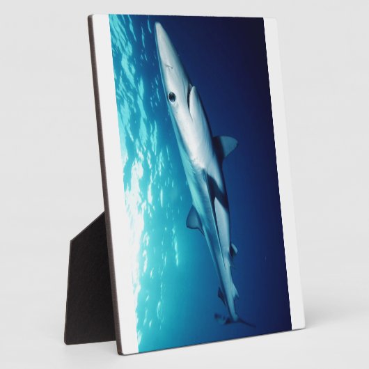 Blauer Haifisch Fotoplatte (Seite)
