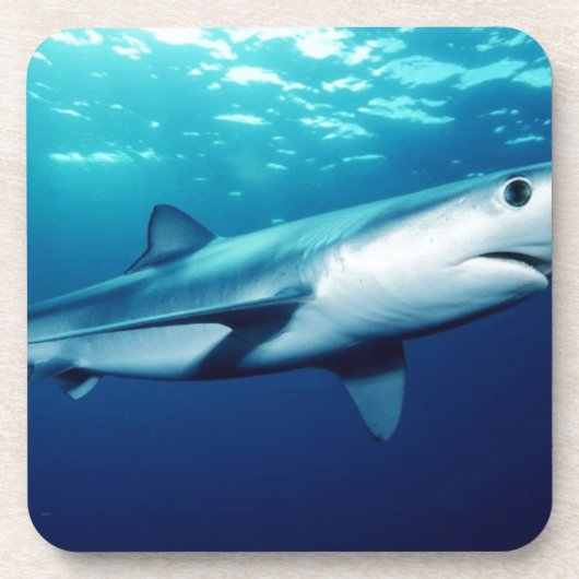 Blauer Haifisch Untersetzer (Vorderseite)