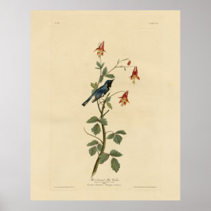 Blauer Halbblauer, Audubon Birds Amerika Poster