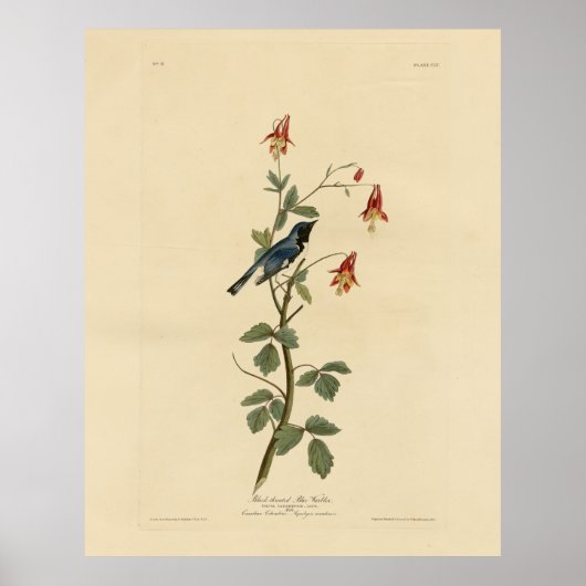 Blauer Halbblauer, Audubon Birds Amerika Poster (Vorne)