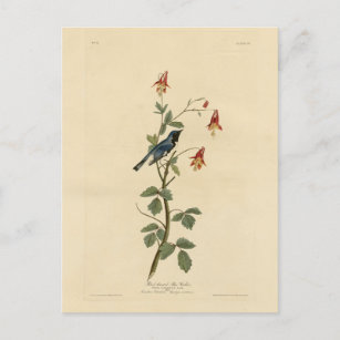 Blauer Halbblauer, Audubon Birds Amerika Postkarte