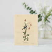 Blauer Halbblauer, Audubon Birds Amerika Postkarte (Stehend Vorderseite)