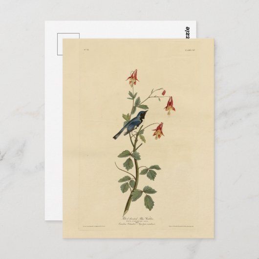 Blauer Halbblauer, Audubon Birds Amerika Postkarte (Vorne/Hinten)