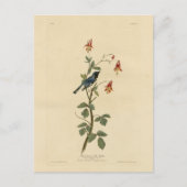 Blauer Halbblauer, Audubon Birds Amerika Postkarte (Vorderseite)