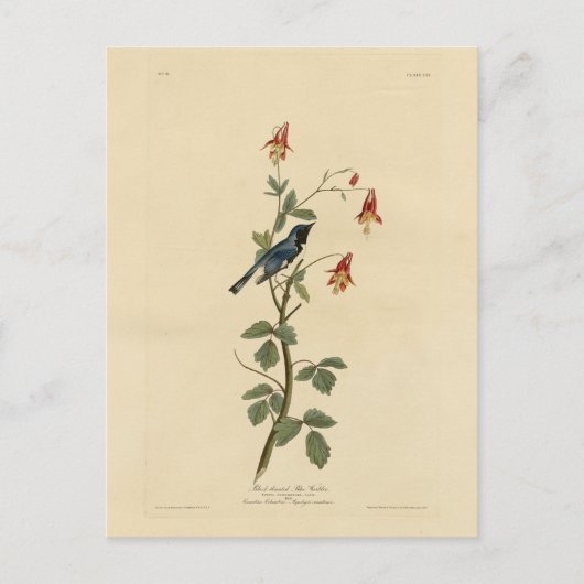 Blauer Halbblauer, Audubon Birds Amerika Postkarte (Vorderseite)