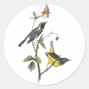 Blauer Halbblauer, John Audubon Runder Aufkleber