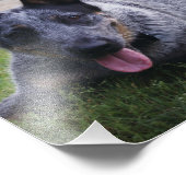 Blauer Heeler Druck 1 (Ecke)