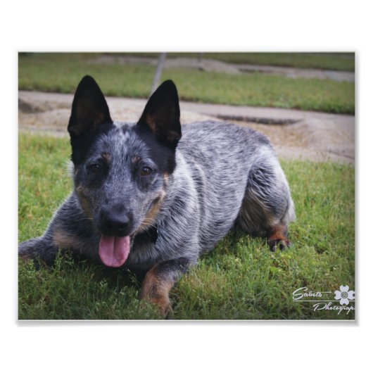 Blauer Heeler Druck 1 (Vorne)