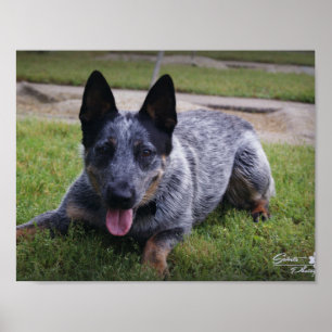 Blauer Heeler Druck Poster