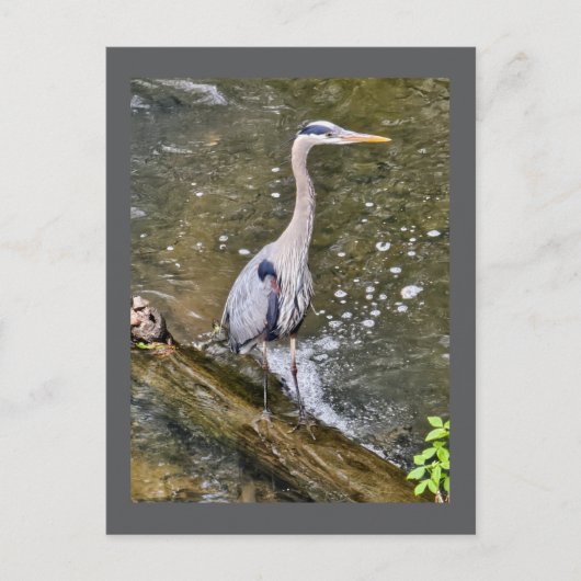Blauer Held Postkarte (Vorderseite)