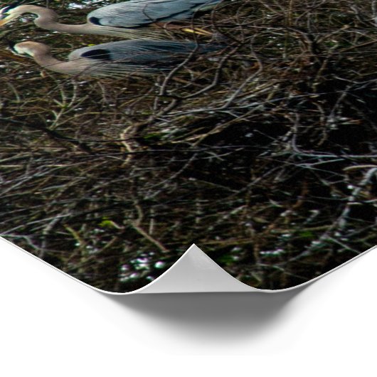 Blauer Heron Familie Birds Nest Bäume Florida Poster (Ecke)
