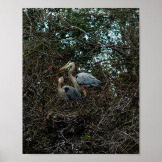 Blauer Heron Familie Birds Nest Bäume Florida Poster