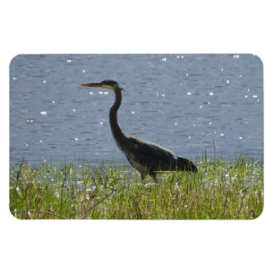 Blauer Heron in Feuchtland-Teichmagnet Magnet