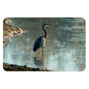 Blauer Heron in Wetland Magnet