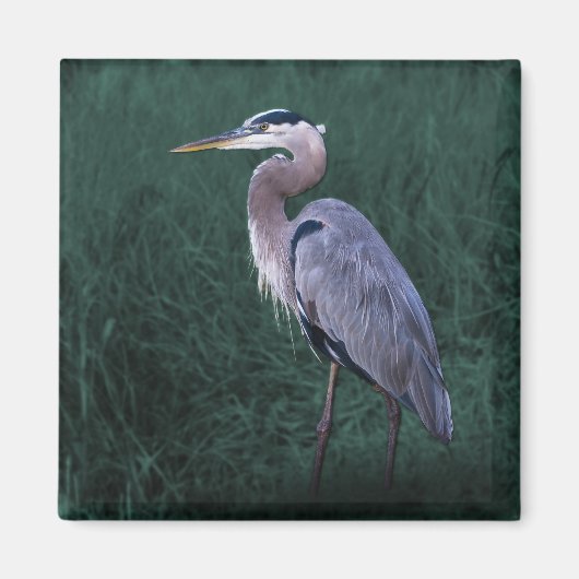 Blauer Heron Stehend im Grass Magnet (Vorne)