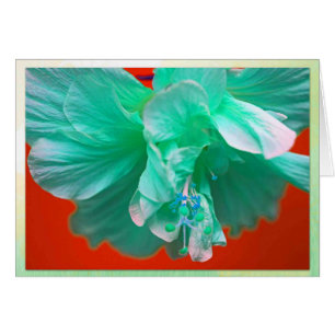 Blauer Hibiskus