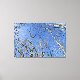 Blauer Himmel, Bäume im Winter Leinwanddruck