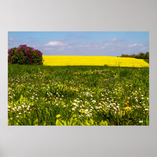 Blauer Himmel Gelbe Mustard Wild Blumen Poster (Vorne)