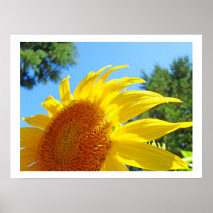 Blauer Himmel Sommergelbe Sonnenblumen Kunstdrucke Poster