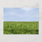 Blauer Himmel und grünes Gras Postkarte (Vorderseite)