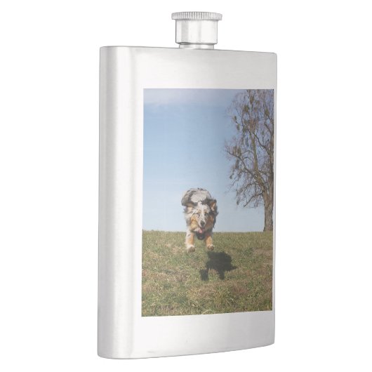 Blauer Hirtenspringer Flachmann (Rechts)