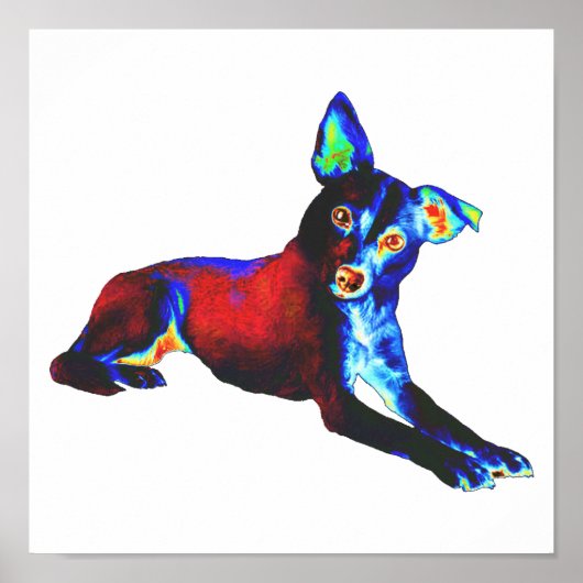 Blauer Hund Poster (Vorne)