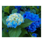 Blauer Hydrangea Blütenglanz Poster (Vorderseite)