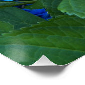 Blauer Hydrangea Blütenglanz Poster (Ecke)