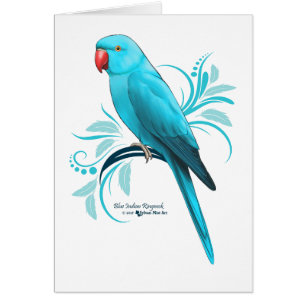 Blauer Inder Ringneck Papagei