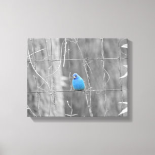 Blauer Indigo-Vogel Leinwanddruck